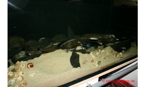 Schaubecken 900l